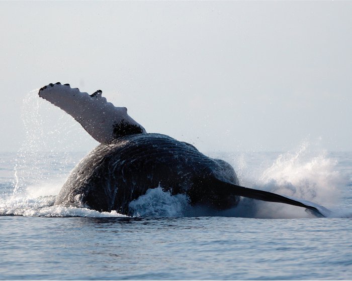 La baleine à bosse se donne en spectacle et exécute des sauts spectaculaires en dehors de l'eau !