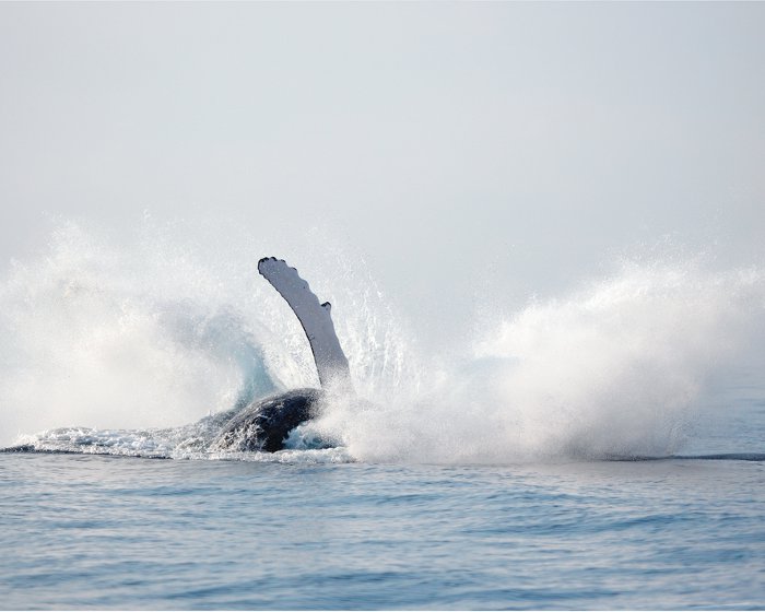 Fin du show de la baleine à bosse !