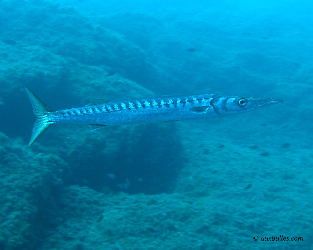 The yellowmouth barracuda is silver in color with a series of about twenty black stripes along the top of its back The yellowmouth barracuda is silver in color with a series of about twenty black stripes along the top of its back