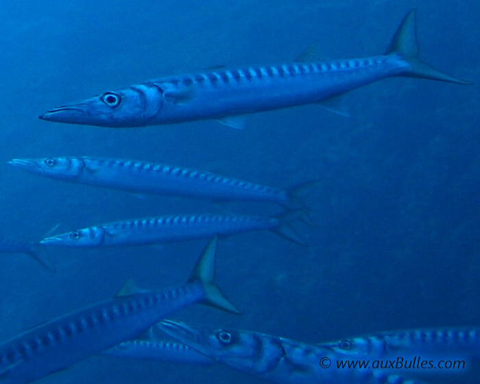 Le barracuda est un poisson de forme allongée et cylindrique avec une tête pointue et la mâchoire inférieure plus allongée.