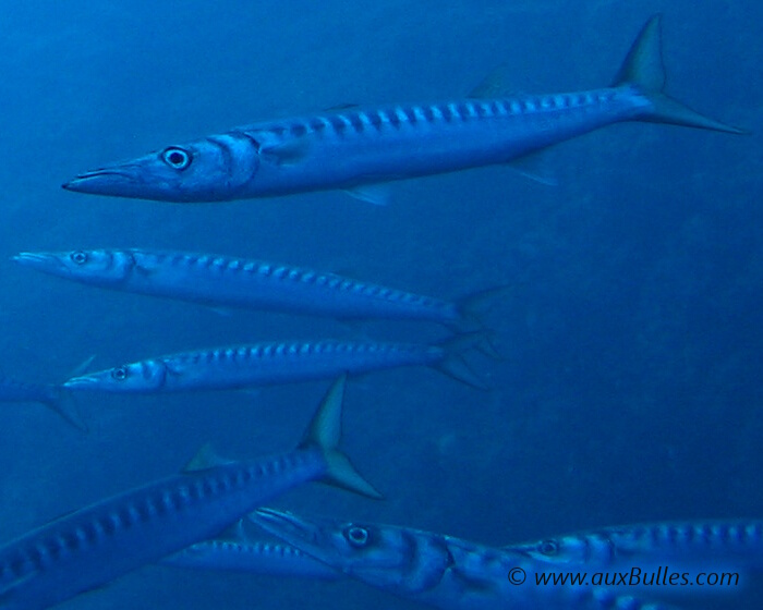 The yellowmouth barracuda is an elongated and cylindrical fish with a pointed head and an extended lower jaw The yellowmouth barracuda is an elongated and cylindrical fish with a pointed head and an extended lower jaw
