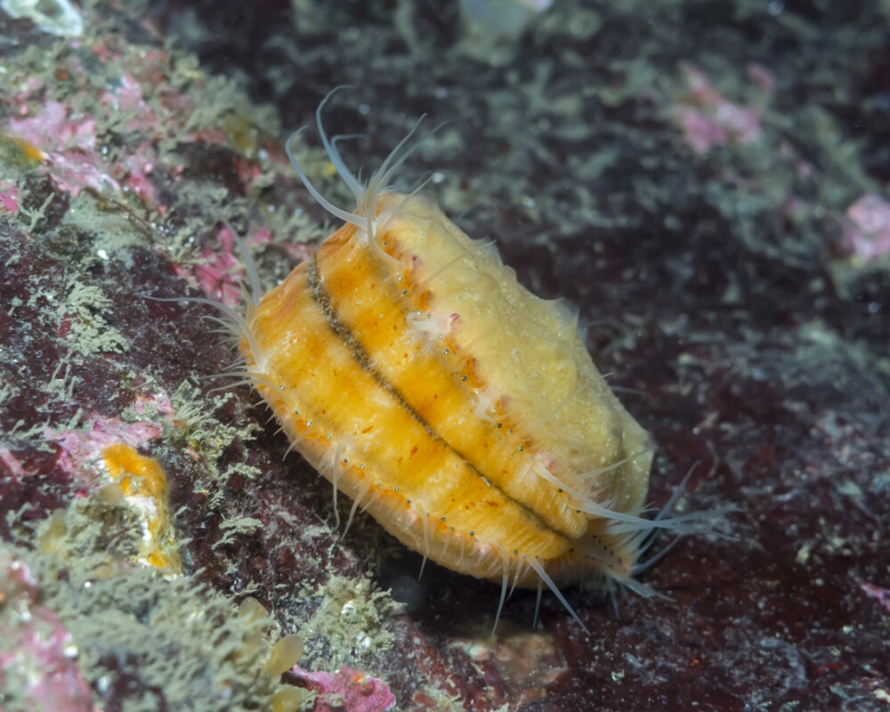Le pétoncle épineux (Chlamys hastata)