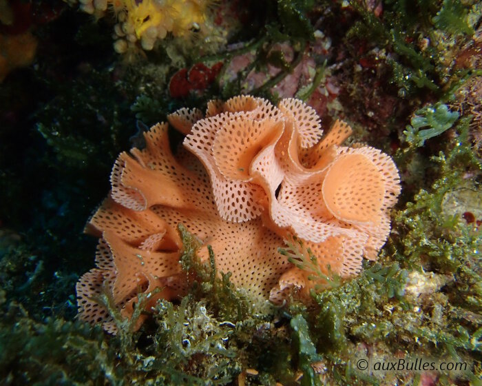 La dentelle de Neptune dresse ses pétales ondulés et perforés d'une multitude de petits trous. Un véritable travail d'orfèvre sous la mer ! La dentelle de Neptune dresse ses pétales ondulés et perforés d'une multitude de petits trous. Un véritable travail d'orfèvre sous la mer !