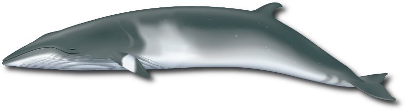 La baleine de minke naine (Balaenoptera acutorostrata) La baleine de minke naine (Balaenoptera acutorostrata)