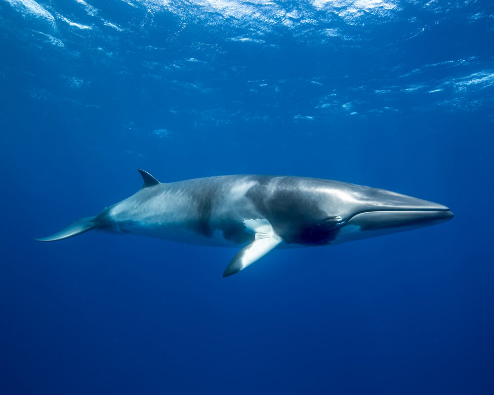 La baleine de minke naine (Balaenoptera acutorostrata) La baleine de minke naine (Balaenoptera acutorostrata)