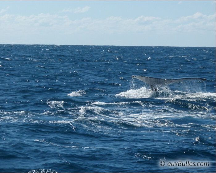 L'instant magique où la queue de la baleine franche australe apparait au-dessus de la surface de l'eau !