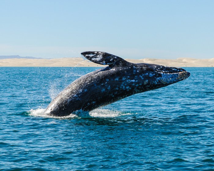 L'instant magique où la baleine grise jaillit au-dessus de la surface de l'eau !