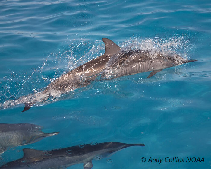Le dauphin à long bec (Stenella longirostris)