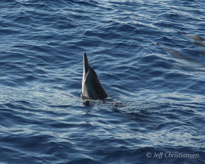 Le dauphin à long bec (Stenella longirostris)