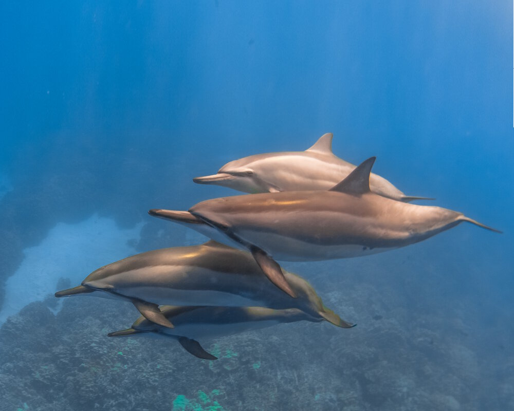 Le dauphin à long bec (Stenella longirostris)