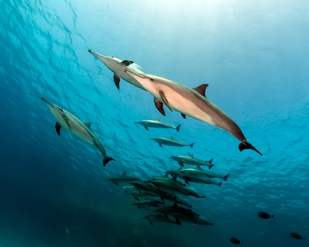 Le dauphin à long bec (Stenella longirostris)