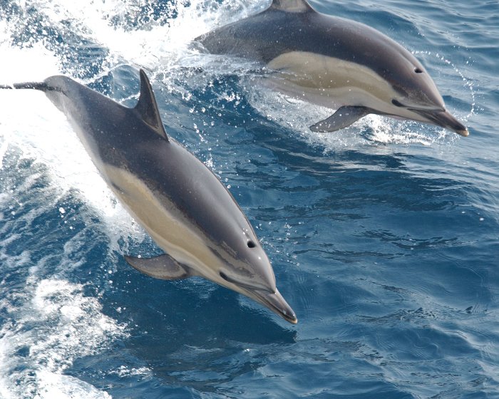 Le dauphin commun est reconnaissable par sa coloration gris bleu foncé sur son dos et ses flancs de couleur blanchâtre.