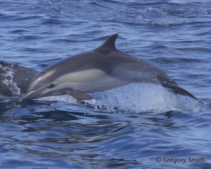 Les variations de couleur jaunâtres et bleutées dessinent sur les flancs du dauphin commun un dessin en forme de sablier.