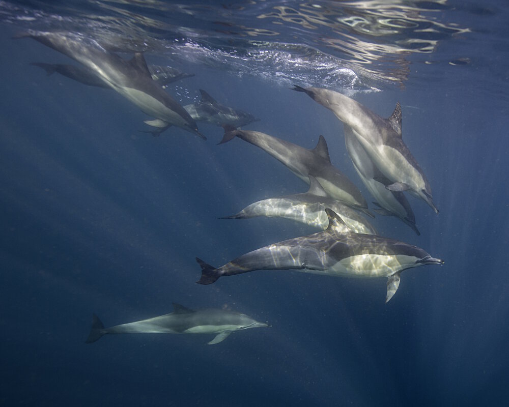 Le dauphin commun (Delphinus delphis)