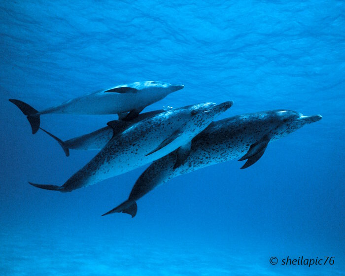 Le dauphin tacheté de l'Atlantique (Stenella frontalis)
