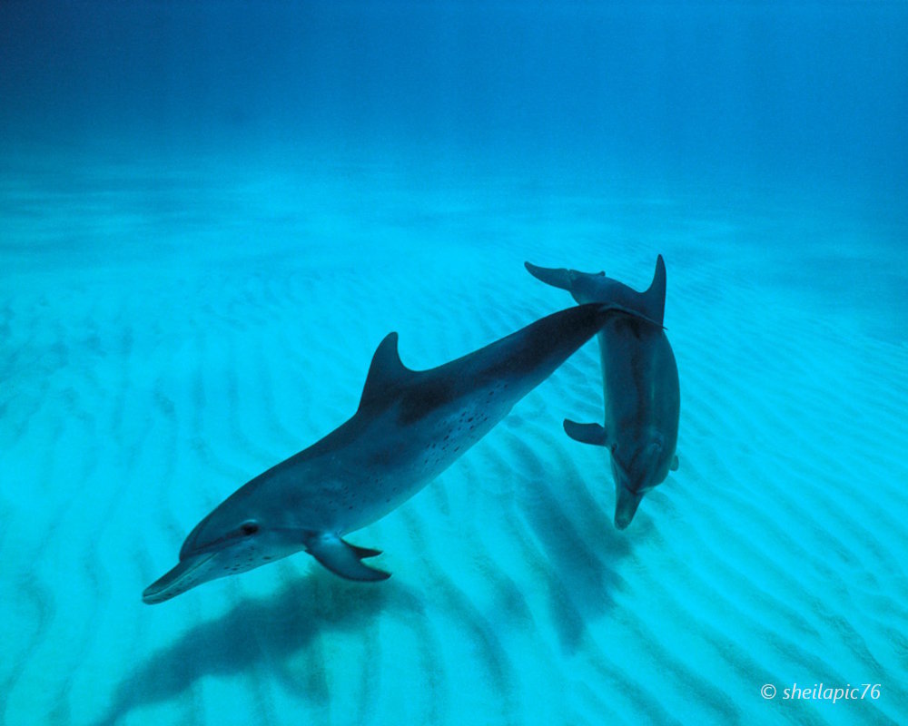 The atlantic spotted dolphin (Stenella frontalis)