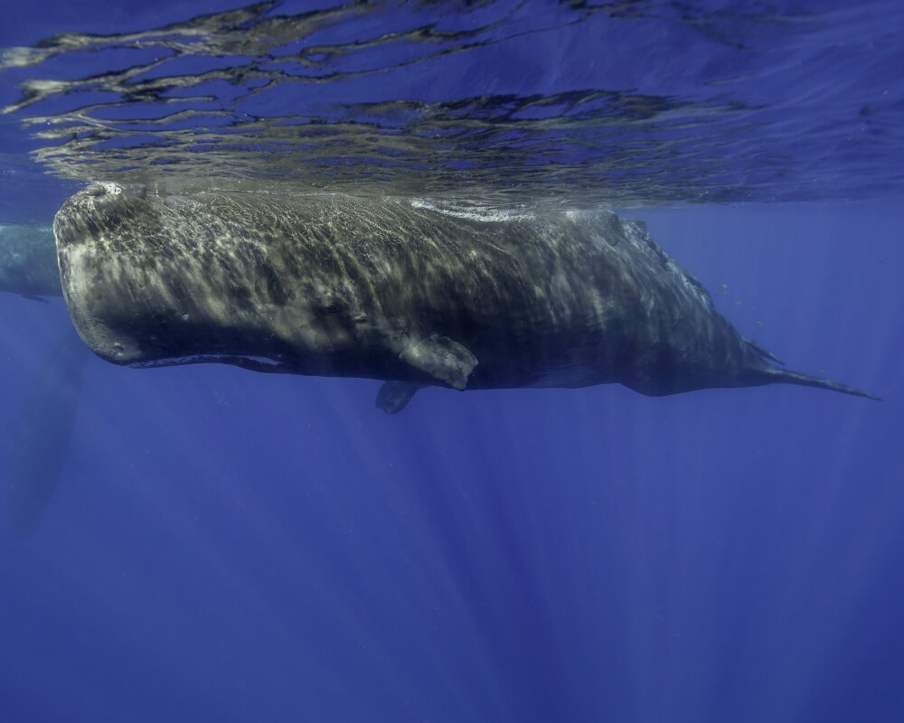 Le grand cachalot (Physeter macrocephalus)