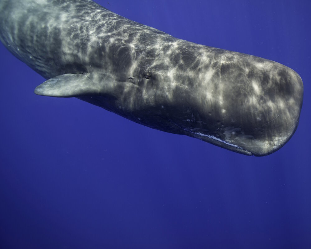 Le grand cachalot (Physeter macrocephalus)