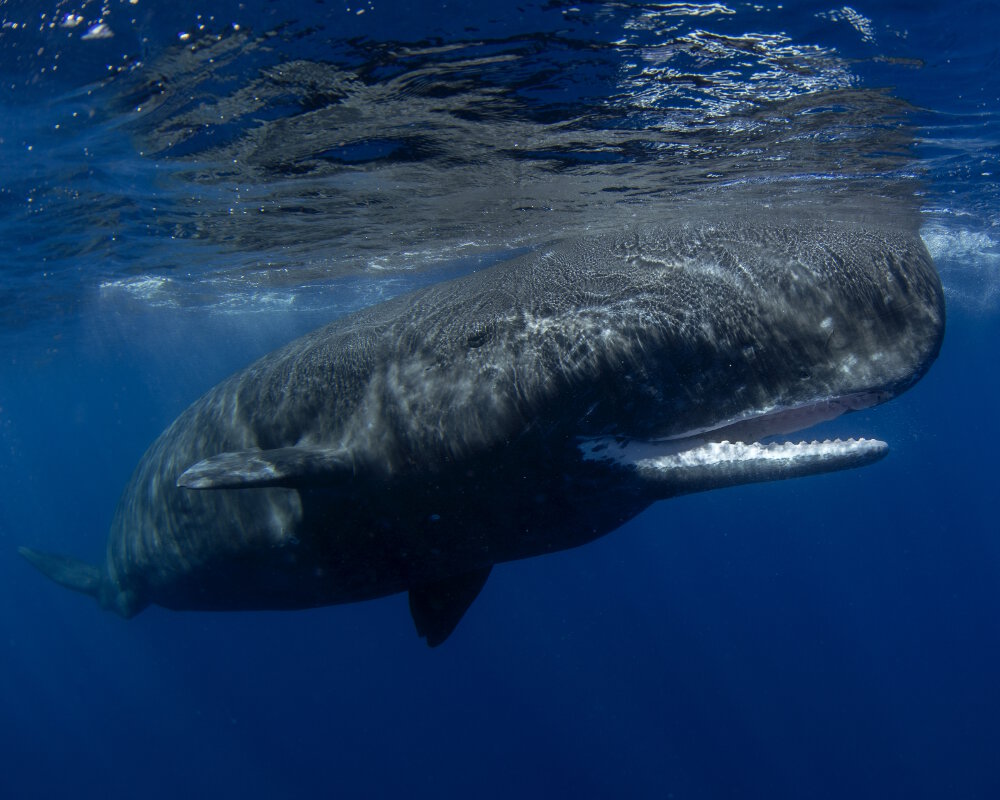 Le grand cachalot (Physeter macrocephalus)