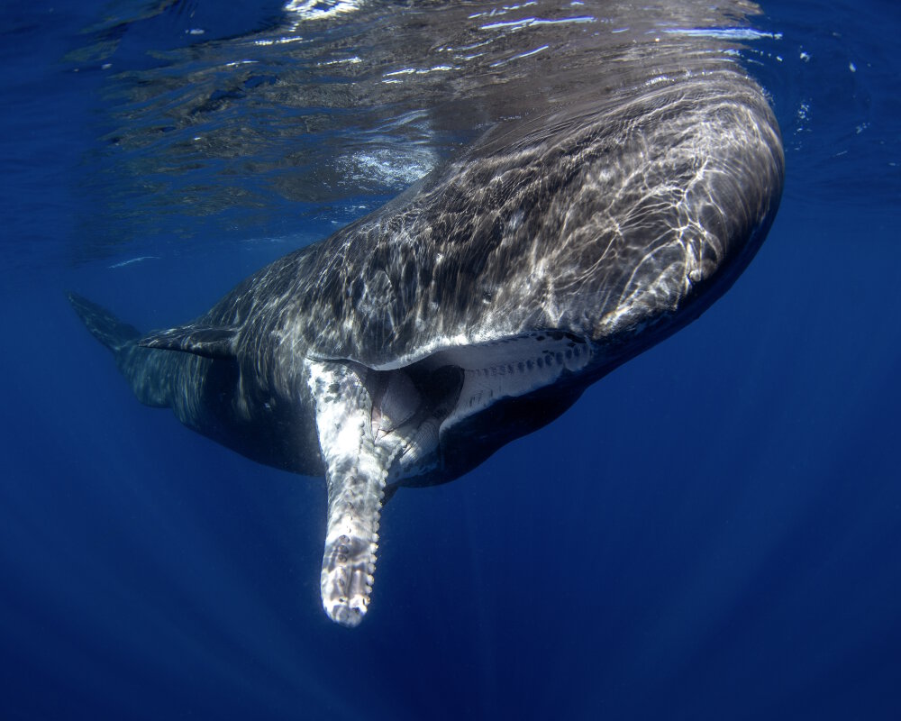 Le grand cachalot (Physeter macrocephalus)