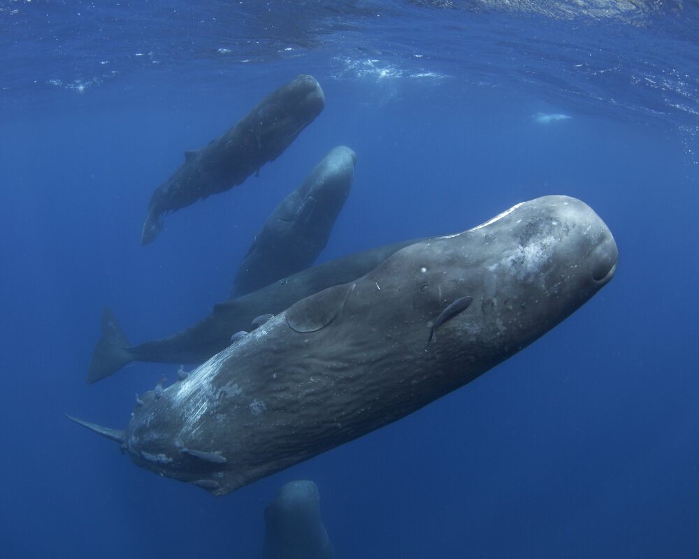 Le grand cachalot (Physeter macrocephalus)