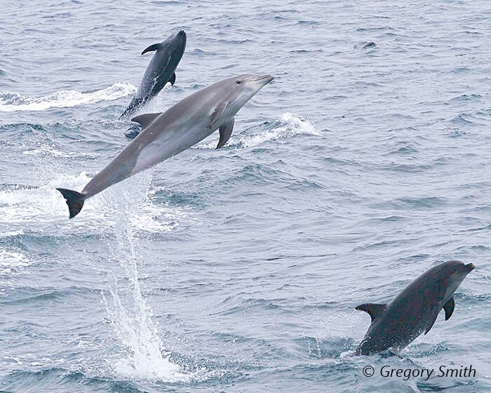 Le grand dauphin (Tursiops truncatus)