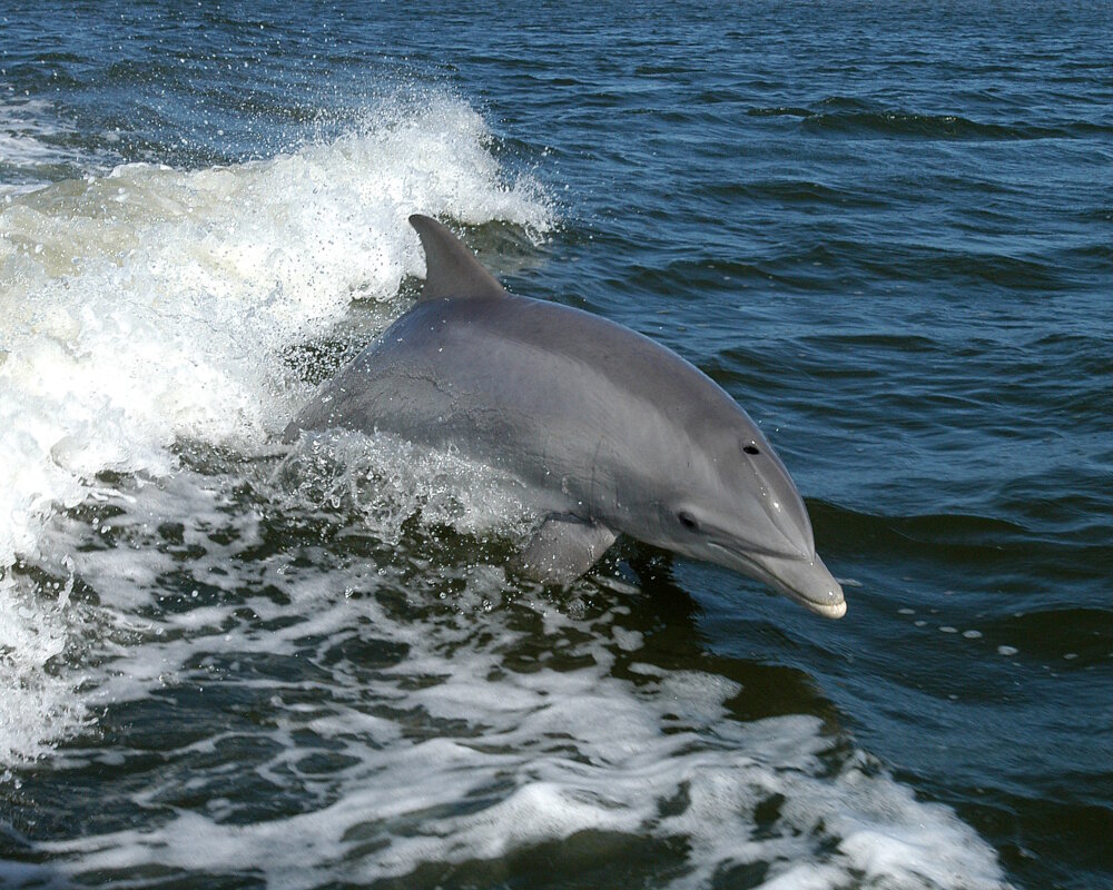 Un grand dauphin (<i>Tursiops truncatus</i>) Un grand dauphin (<i>Tursiops truncatus</i>)