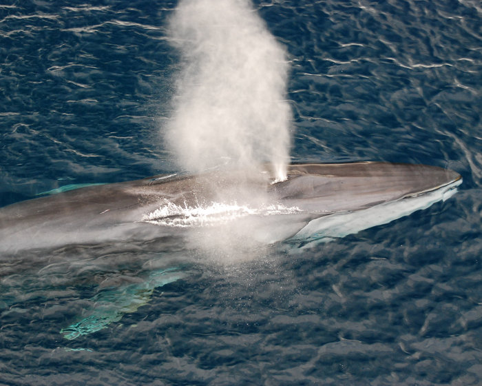 Le rorqual commun (Balaenoptera physalus)