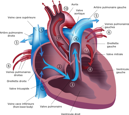 L'anatomie du coeur