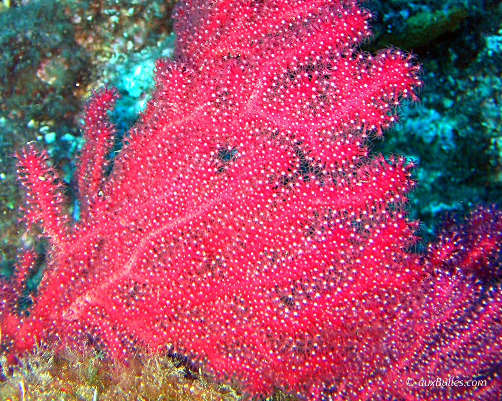 Les anthozoaires avec la gorgone rouge Les anthozoaires avec la gorgone rouge