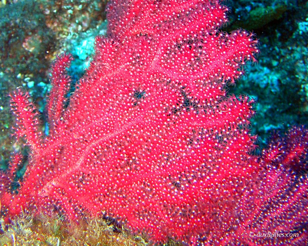 Les anthozoaires avec la gorgone rouge