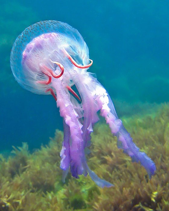 Les méduses sont des animaux invertébrés dont le corps gélatineux est constitué d'un disque, appelé ombrelle munie en son centre d'une bouche entourée de bras.