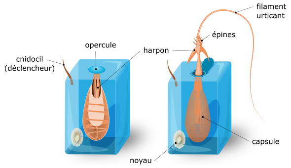 L'anatomie d'un cnidocyte L'anatomie d'un cnidocyte