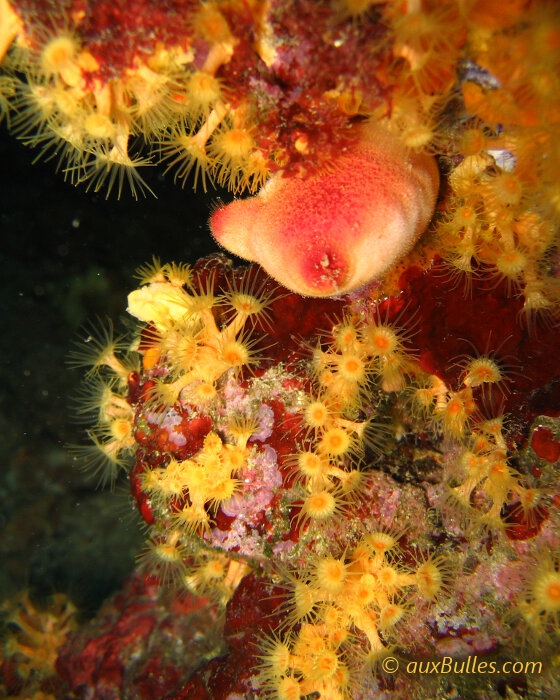 L’anémone encroûtante jaune forme de vastes colonies denses, comparable à de véritables massifs de fleurs d'une couleur jaune vif à orangée très reconnaissable.