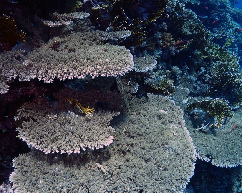 Le corail Acropora cytherea (Acropora cytherea) Le corail Acropora cytherea (Acropora cytherea)
