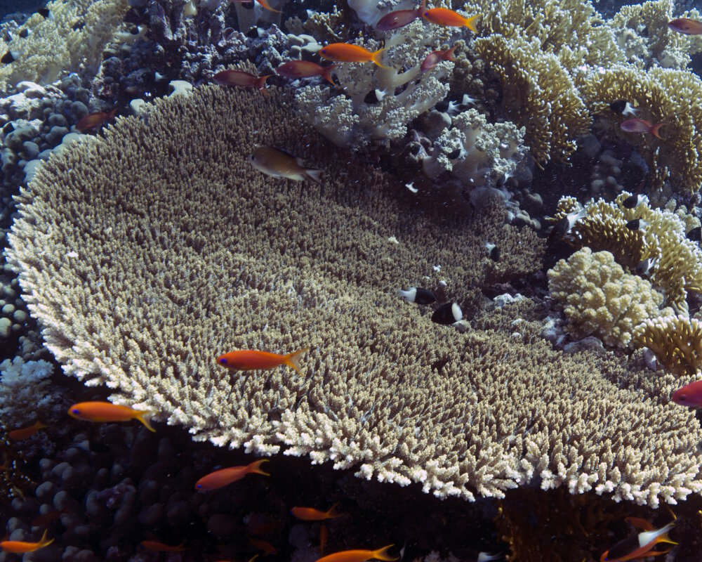 Le corail Acropora pulchra (Acropora pulchra)