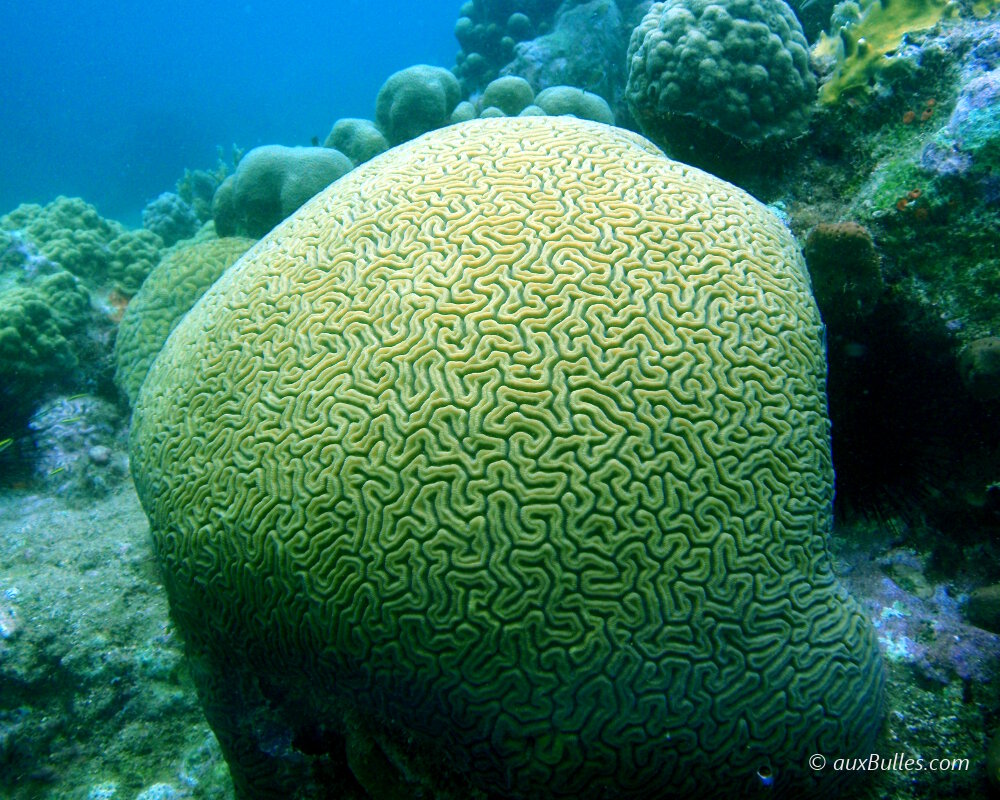 The labyrinthine brain coral forms colonies that look like large balls The labyrinthine brain coral forms colonies that look like large balls