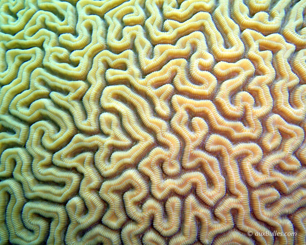 The labyrinthine brain coral is distinguished by its double-peaked hills separated by a gorge The labyrinthine brain coral is distinguished by its double-peaked hills separated by a gorge