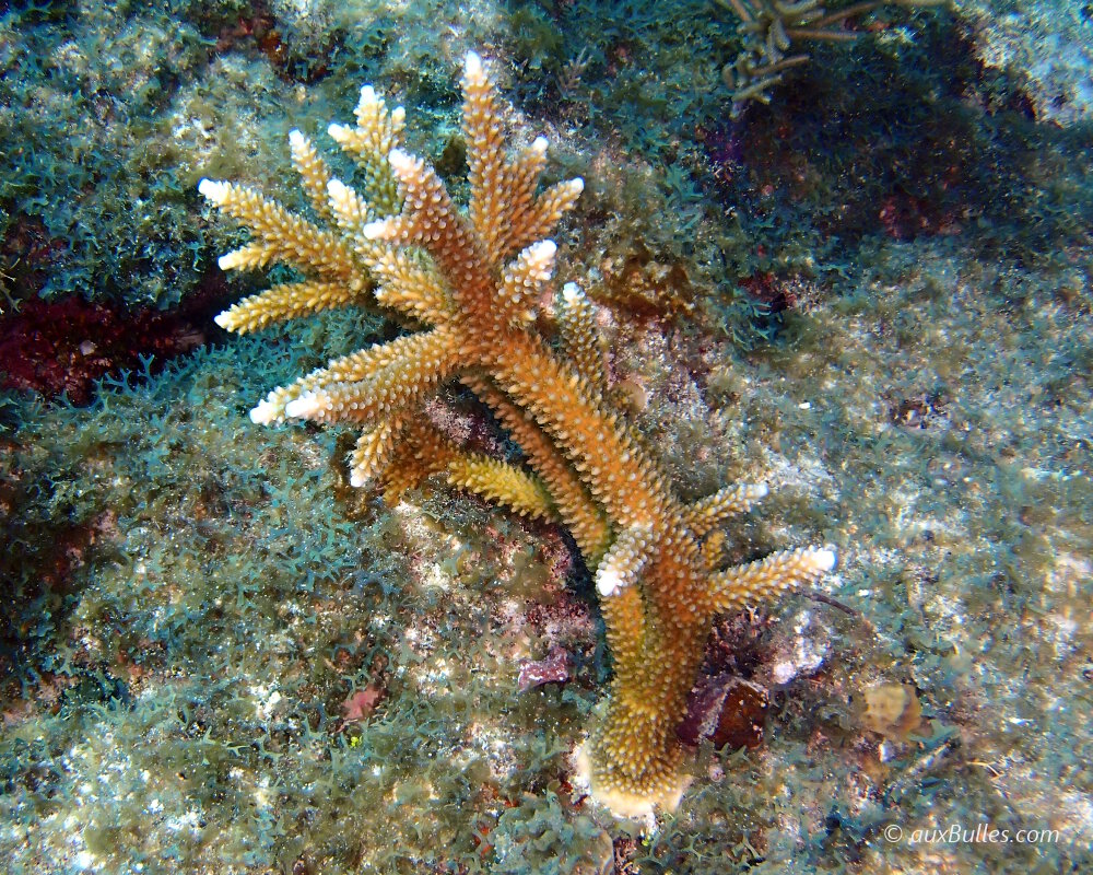 The staghorn coral (Acropora cervicornis)