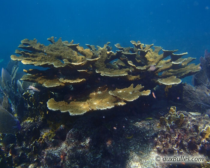 Elkhorn coral grows in a branching, tree-like form, with each branch resembling the horns of an elk, hence its name