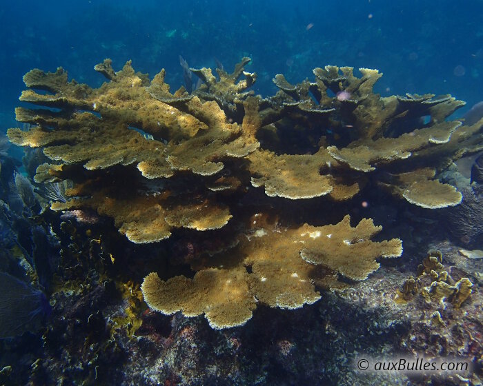 Elkhorn coral is a large coral species with imposing branches that can reach over 6.5 feet in length