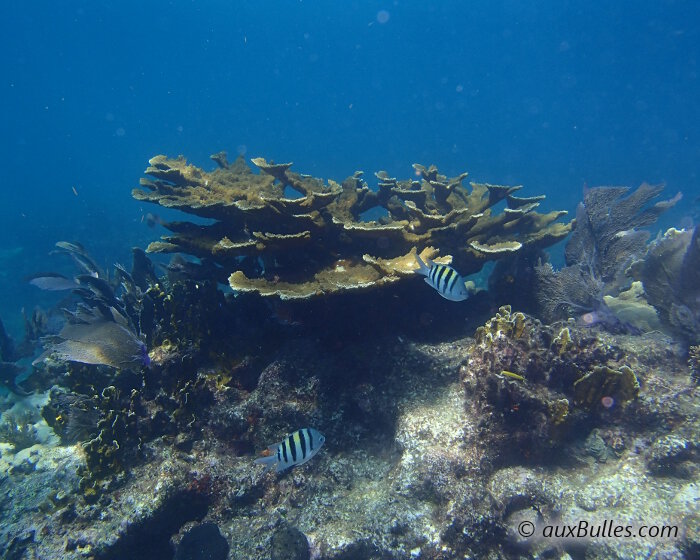 Elkhorn coral has been listed on the IUCN Red List of Threatened Species since 2008. It is classified as a critically endangered coral species !