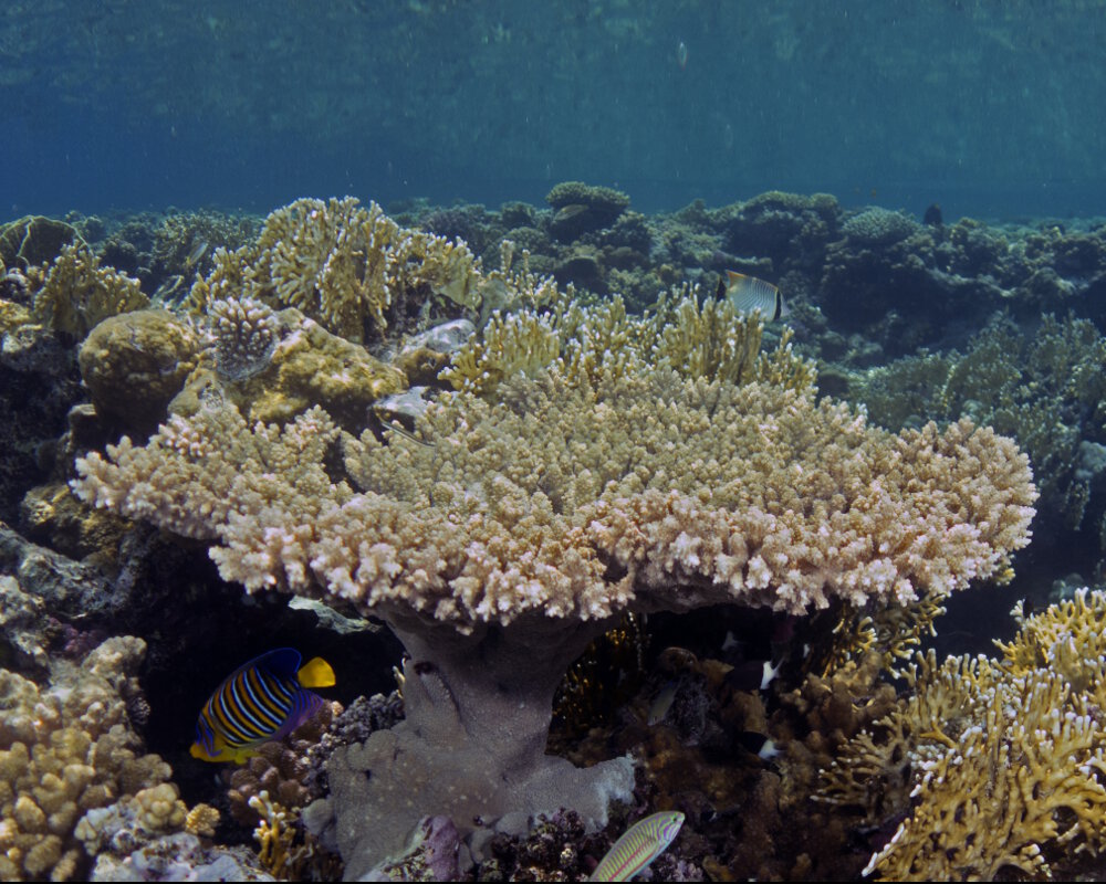 Le corail pharaon (Acropora parapharaonis) Le corail pharaon (Acropora parapharaonis)