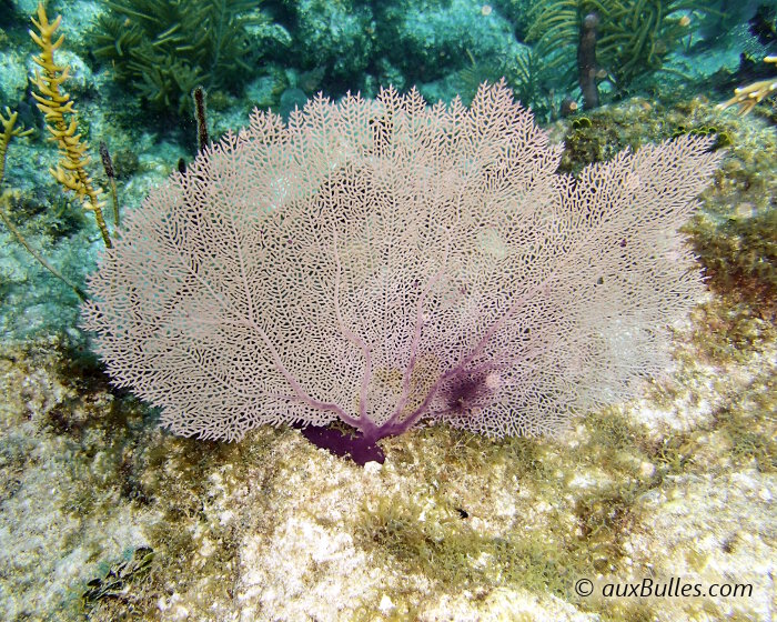 La gorgone éventail violette (Gorgonia ventalina)