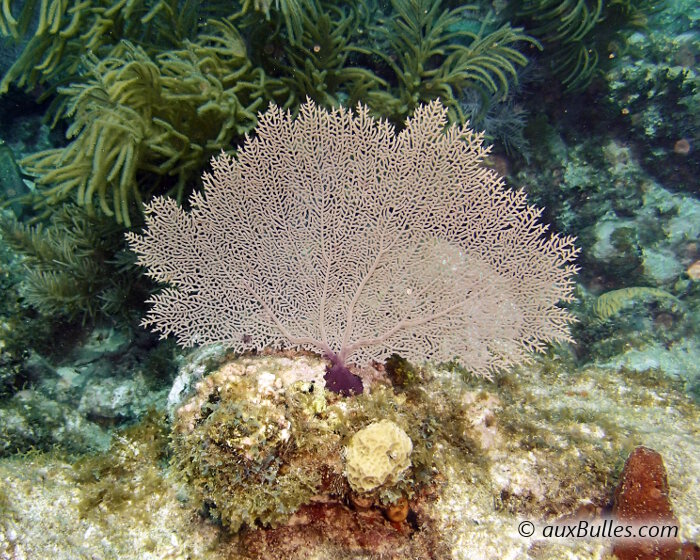 La gorgone éventail violette (Gorgonia ventalina)