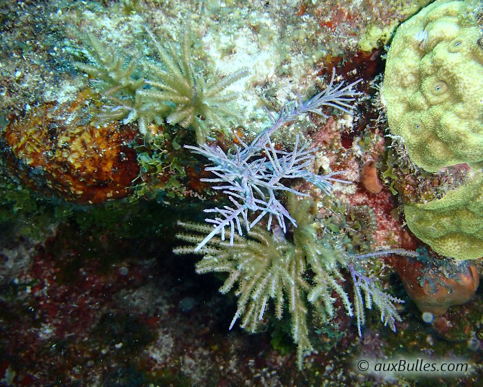 La plume de mer glaireuse (Antillogorgia americana) La plume de mer glaireuse (Antillogorgia americana)
