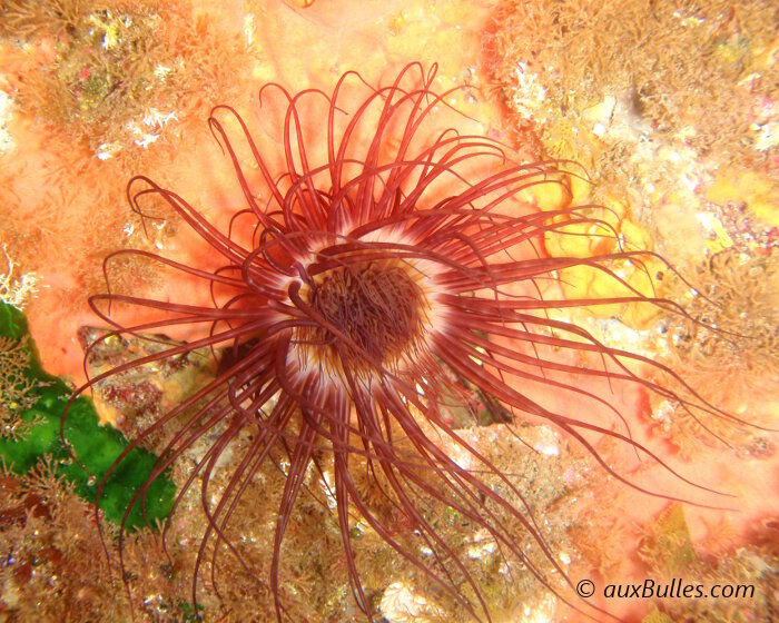 Le grand cérianthe mérite amplement son surnom de fleur de mer ! Le grand cérianthe mérite amplement son surnom de fleur de mer !