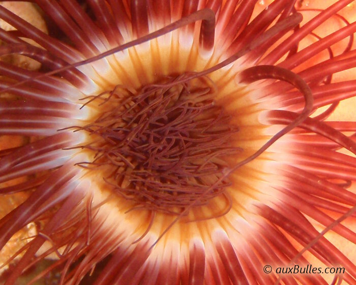 Les tentacules centraux du grand cérianthe sont plus fins et plus courts que les tentacules périphériques. Les tentacules centraux du grand cérianthe sont plus fins et plus courts que les tentacules périphériques.