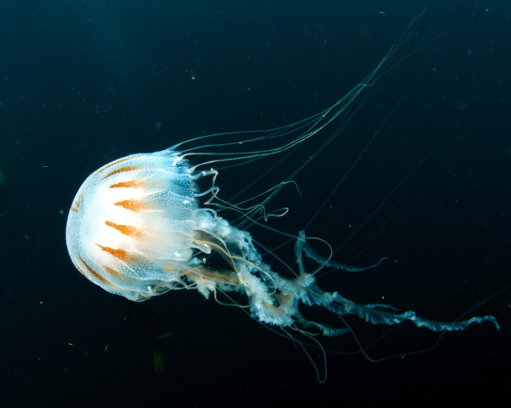 La méduse de l'Atlantique (Chrysaora quinquecirrha) La méduse de l'Atlantique (Chrysaora quinquecirrha)