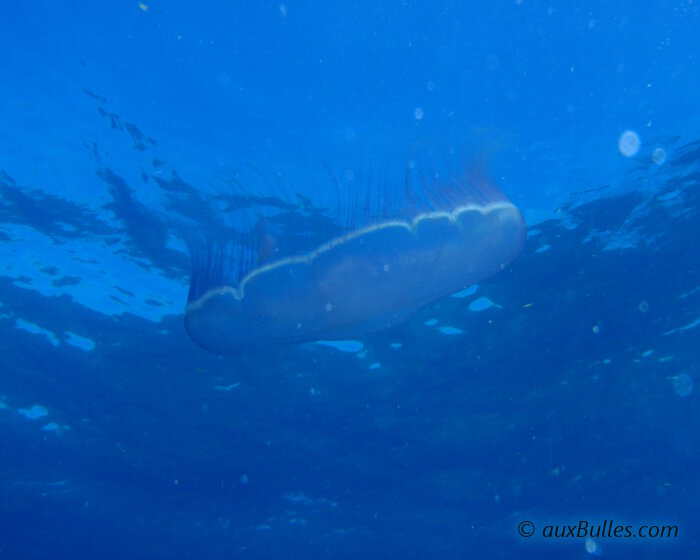 La méduse bleue ou méduse lune (Aurelia aurita)